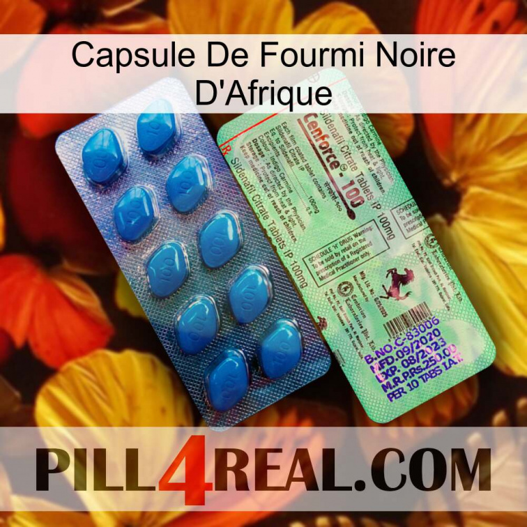 Africa Black Ant Capsule new02
